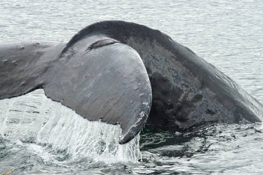 Humpback whale Humpback whale