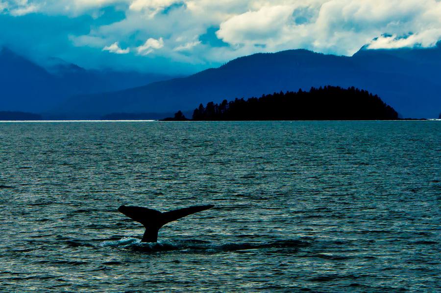 Alaska Humpback Alaska Humpback