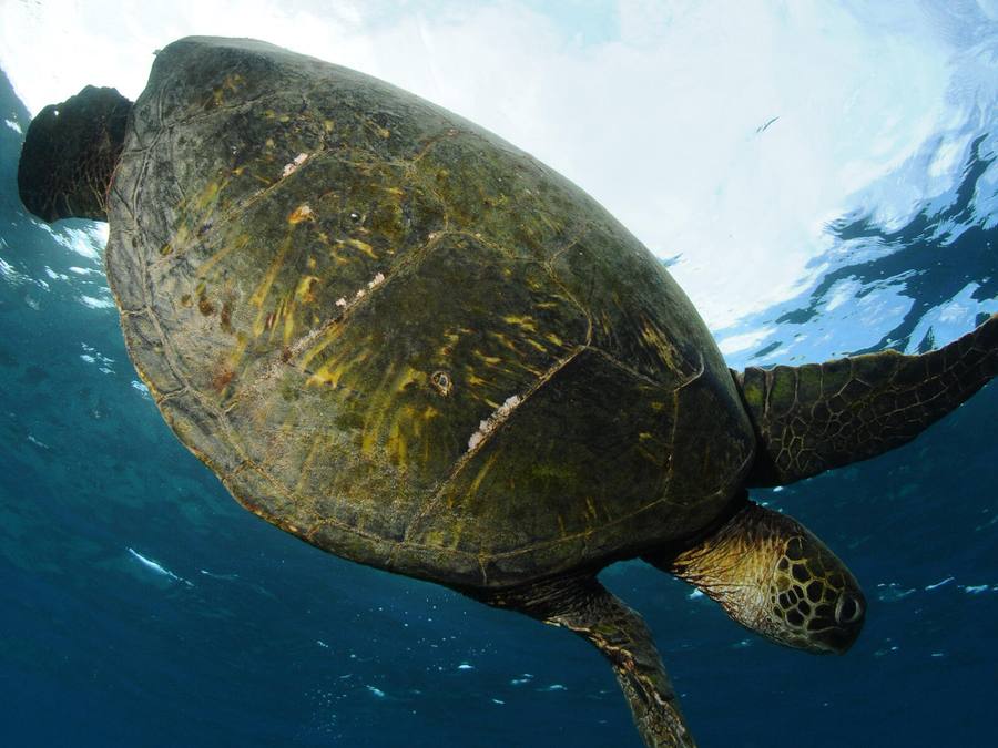 Maui Turtle Maui Turtle